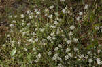 Littleleaf buckbrush